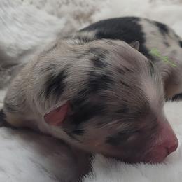 Callum - Blue merle male Miniature American Shepherd puppy in Deer Park, Washington from Rodeo Aussies