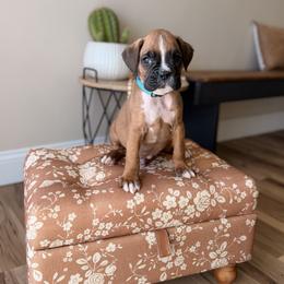 Webber - Fawn male Boxer puppy in Upper Sandusky, Ohio from Rock Run Homestead