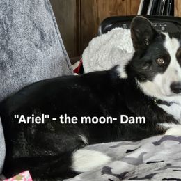 Ariel - Cardigan Welsh Corgi