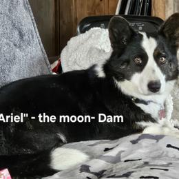 Ariel - Cardigan Welsh Corgi