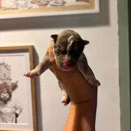 Girl 2 - Red and white female Siberian Husky puppy in Pelham, Alabama from Tails & Belles Dog Breeding