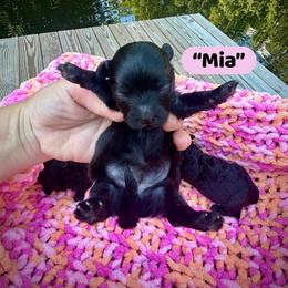 Mia - Black & white female Maltipoo puppy in Coal City, Indiana from Angel Blue Dogs