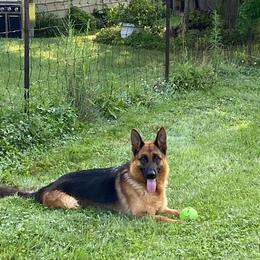 Elsa - German Shepherd