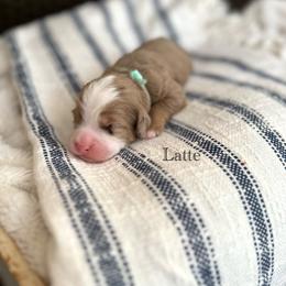 Latte - Chocolate merle female Bernedoodle puppy in Waco, Texas from Blessings Pups Doodles