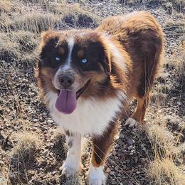 Fuego - Miniature Australian Shepherd
