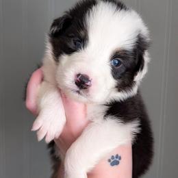 Sneezy - Black tri-color male Australian Shepherd puppy in Georgetown, Texas from River Reign Australian Shepherds