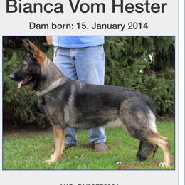 Esa - German Shepherd