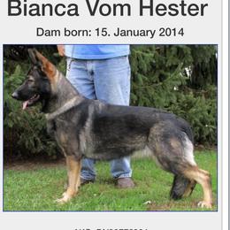 Esa - German Shepherd