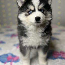 Doody - Black and white male Pomsky puppy in Rossville, Georgia from Scenic City Pomskies
