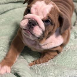 Boxer, Bulldog, and French Bulldog Puppies from Lafayette Bulldogs & Boxers