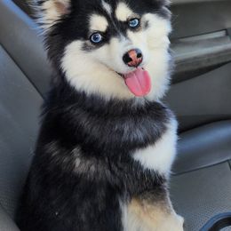 Pomsky Puppies from Way too cute Pomskies