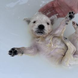 Golden Retriever Puppies from Akela Goldens