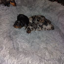 Dachshund Puppies from Marnette's Dachshunds