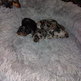 Dachshund Puppies from Marnette's Dachshunds