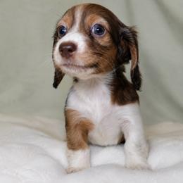 Goose - Piebald female Dachshund puppy in Texarkana, Texas from Lolo&CoDachshunds