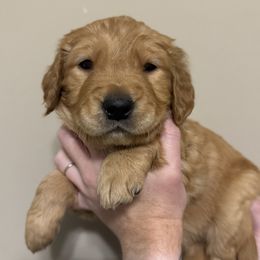 Girl Pick 3 - Golden female Golden Retriever puppy in Campobello, South Carolina from O’Shields Golden Paws