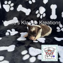Kaden - Parti male Yorkshire Terrier puppy in Dierks, Arkansas from Yorkie’s Klassie Kreations