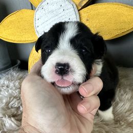 Gregor - Black and white male Border Collie puppy in Lakeview, Michigan from Haven Creek Farm