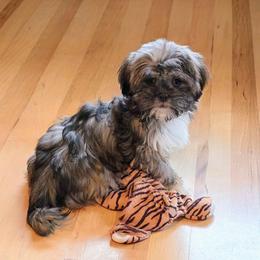 Cinnamon - Brindle female Lhasa Apso puppy in Hillsboro, Oregon from Luv-N-Laughter Lhasa Apsos