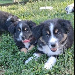 Toy Australian Shepherd Puppies from Honeybee Haven's Toy Aussies