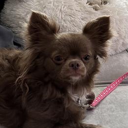 Hailey - Chihuahua
