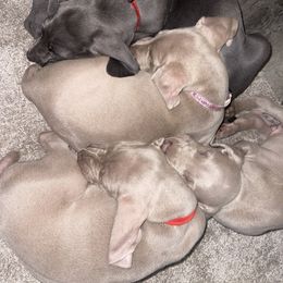 Goldendoodle, Great Dane, and Weimaraner Puppies from DoodleDandy & Danes