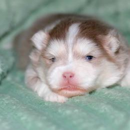 Jingle-lavendar - Lavender male Pomsky puppy in Bremen, Indiana from AMS Pomeranians and Pomskies in Indiana