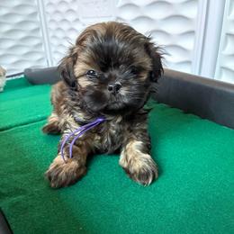 Charlotte - Sable female Shih Tzu puppy in Kettering, Ohio from The Ruff Life Tribe