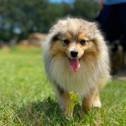 Australian Shepherds, Miniature Australian Shepherds, and Toy Australian Shepherds from Circle JTS Ranch