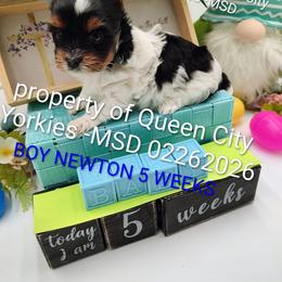 Newton - Parti male Yorkshire Terrier puppy in Charlotte, North Carolina from Queen City Yorkies