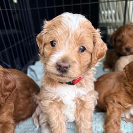 Ash - Buff male Cockapoo puppy in Denver, Pennsylvania from Greenview Puppies