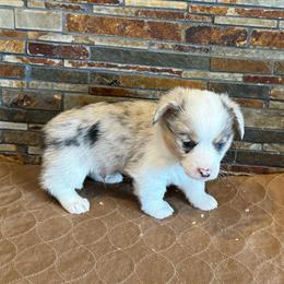 Boy 1 - Blue merle and white male American Corgi puppy in Visalia, California from VIP Stables