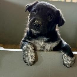 Girl 2 - Black and white female Border Collie puppy in Oroville, California from Coalcyn Kennels