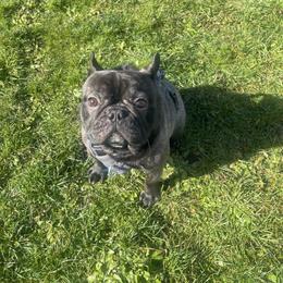Gravy - AKC BRINDLE BOY - Brindle male French Bulldog puppy in Spanaway, Washington from Beloved Frenchies