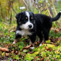 Taylor - Black tri-color female Australian Shepherd puppy in Oakland City, Indiana from Moonlightaussies