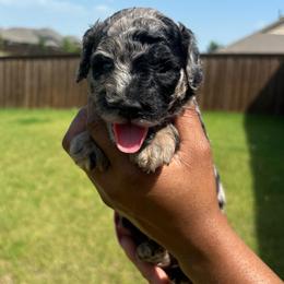Julia - Merle female Goldendoodle puppy in Forney, Texas from Cityline Goldendoodles