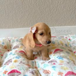 Margret - Cream female Dachshund puppy in Molino, Florida from Dooney's Dachshunds