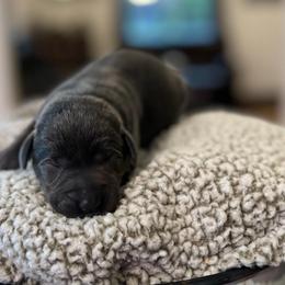 York - Charcoal male Dilute Retriever puppy in Puyallup, Washington from 12 Door Farm Labradors