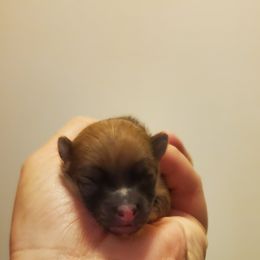 Pomeranian Puppies from Fancy Paws Pomeranian