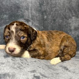 Boy 3 - Red male Aussiedoodle puppy in Alabama from SBA Aussies