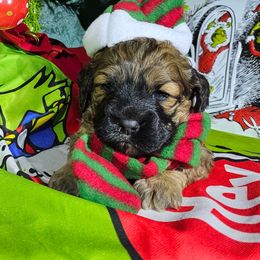 Joy - Sable female Cockapoo puppy in Indiahoma, Oklahoma from Phamily Doodles