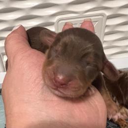 Mocha - Chocolate and tan female Dachshund puppy in Miami, Florida from Maitime Dachshund