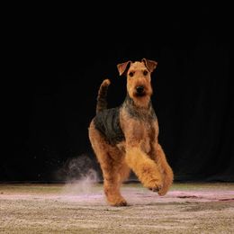 Maxie - Airedale Terrier
