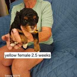 Yellow collar daisy - Tri-color female Bernedoodle puppy in Fairmount, Indiana from Capens' Doodles,Poodles and Poo's