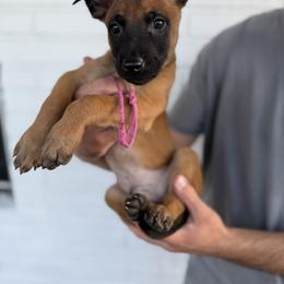 Cupid - Mahogany male Belgian Malinois puppy in Deerfield Beach, Florida from vd Hunde der neuen Äre
