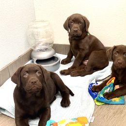 Labrador Retriever Puppies from Liberty Belle Labradors