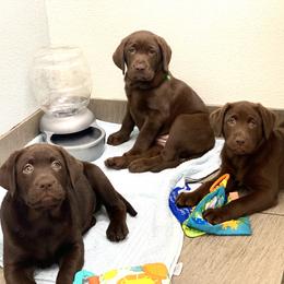 Labrador Retriever Puppies from Liberty Belle Labradors