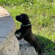 Sam - Chocolate Boykin Spaniel puppy in Van Buren, Arkansas from Arklahoma Boykins