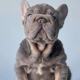 Smurf - French Bulldog