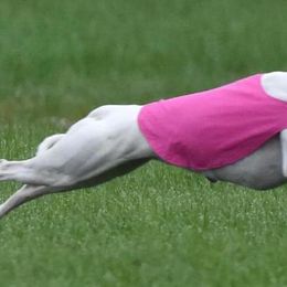 Saluki and Whippet All Grown Up from Aeolus Salukis & Whippets